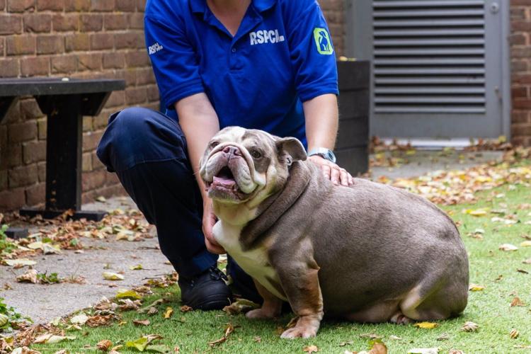 Massive 32kg dog weighing same as baby hippo sheds pounds and gets new home