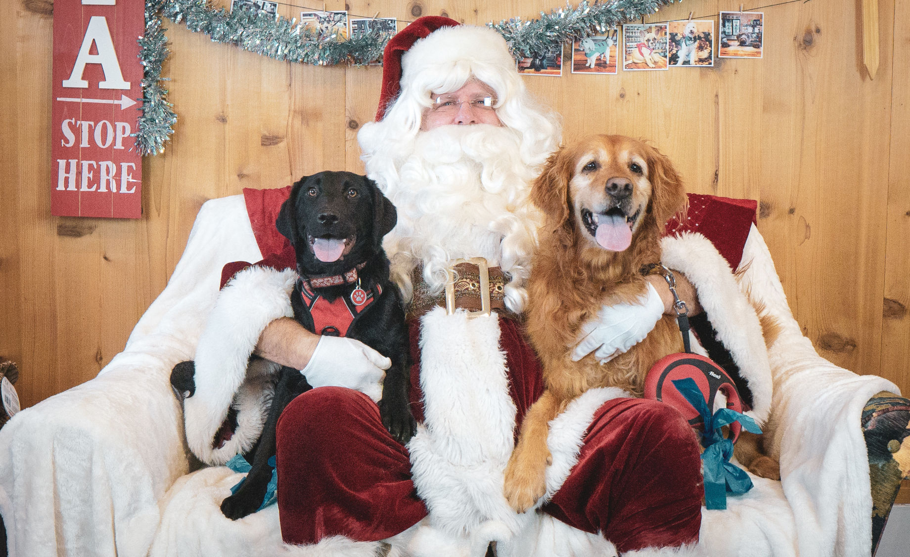 B2 fill adopt a dog fundraiser.jpg