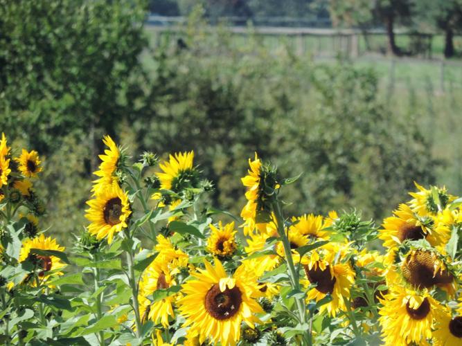 Kaleidoscope: Along the Road