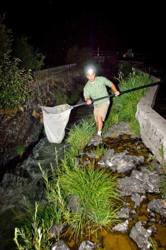 Lamprey research