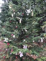 ‘Bone Ditch Tree’ shines again for Christmas