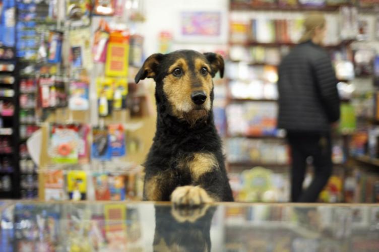 Going to the dogs: Hood River’s dog-friendly vibe doesn’t end at the office