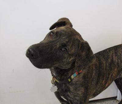 Pet of the week: Sugar is ready to play, snuggle