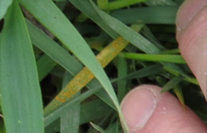 Winter molds, fungus concern farmers