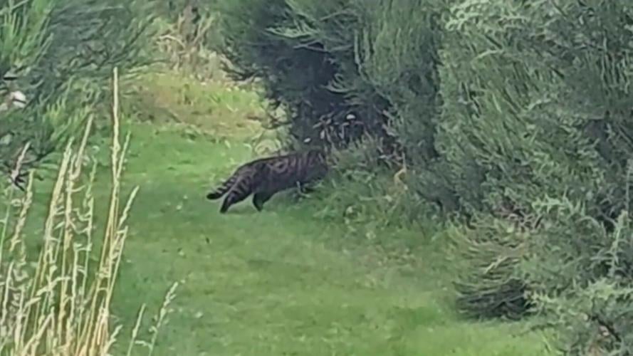A ‘big cat’ has been captured on camera around a trout fishery – leaving experts confused about what it is.