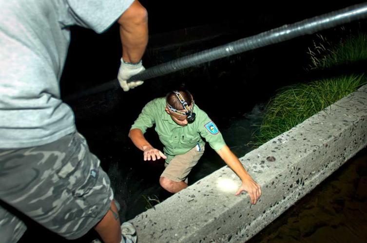Lamprey research