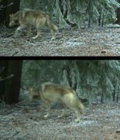 New wolves confirmed in county