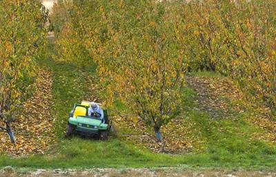 Growers overcome weather, bugs