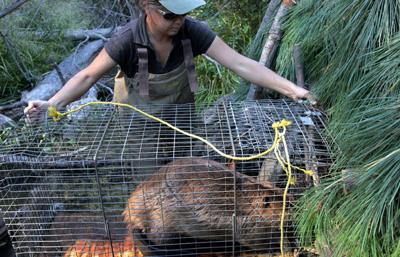 Beavers put to work restoring streams