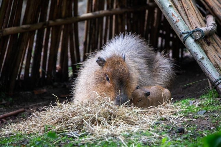 First baby capybara born in Scotland for nearly 20 years