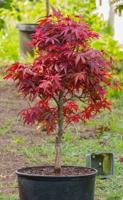How to Plant a Tree:  Nope, probably not how you think