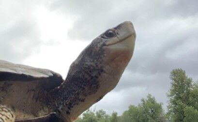 A Western pond turtle looks toward a brighter future (J. Last)