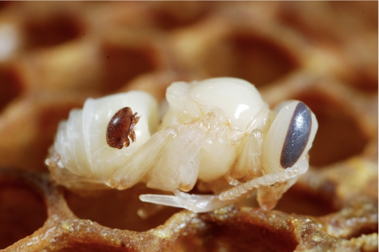 Varroa on Pupae.png