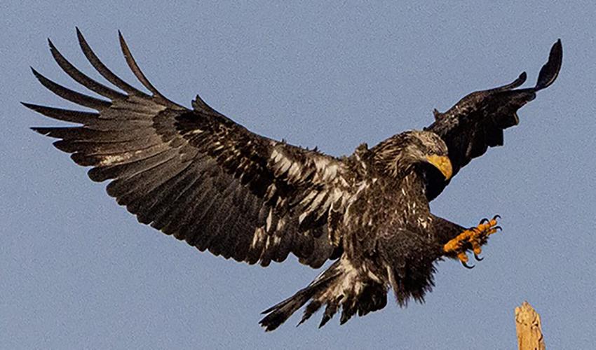 Imature Landing4999.jpg