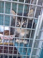 Don’t look away: how to reduce the feral cat population