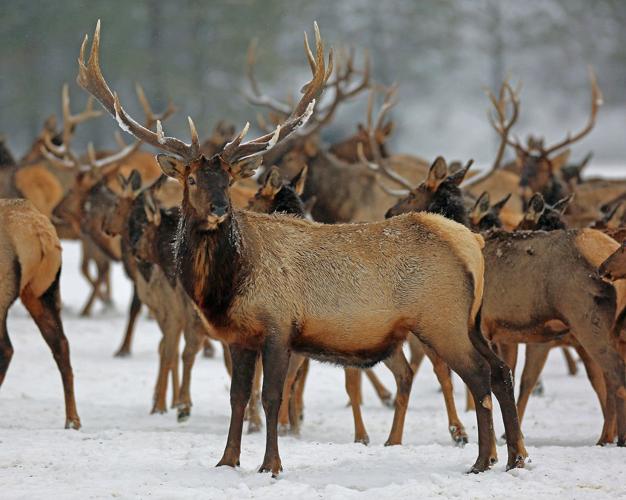 Too many elk in the upper valley?