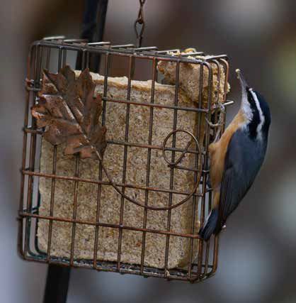gifts for birders.jpg