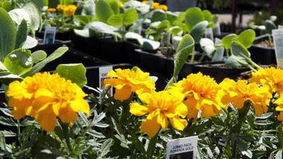 Plant sale in White Salmon April 29