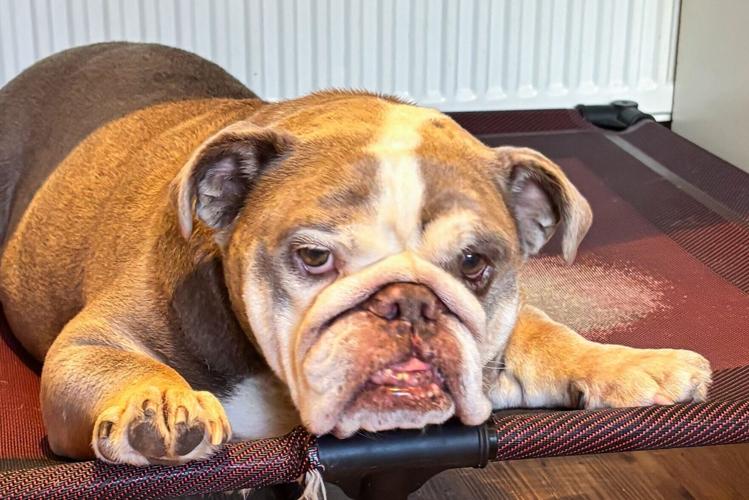 Massive 32kg dog weighing same as baby hippo sheds pounds and gets new home