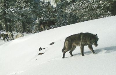 Strong year for OR wolves