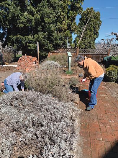 Above, Master Gardeners enjoy a beautiful spring day in the herb garden, one of 10 demonstration garden areas in the Learning Garden. Margo Dameier photo