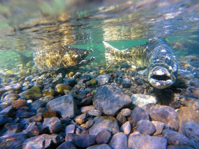 Groups challenge EPA over hot river water