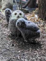 Learning to fly: Rare snowy owlets spread their wings: