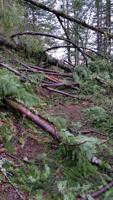 Downed trees: Scenic Area will wait for winter’s end to launch repairs to damaged trails