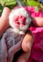 A rare kitten has been born with two noses and two mouths