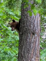Bears sighted in White Salmon
