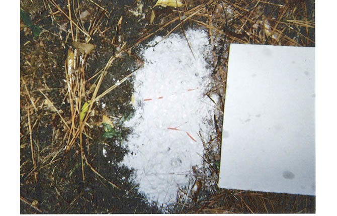 What lives in the Woods?