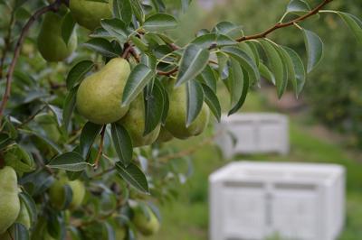 Pear harvest sweeps in early