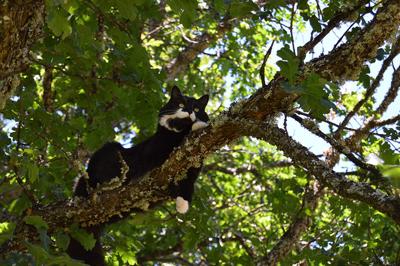 Round Table -- Summer morning surprise: A tale of two tails