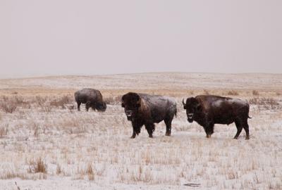 Bison - American Prairie