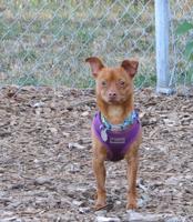 Pet of the week: Berkeley is ‘really a playful dog’