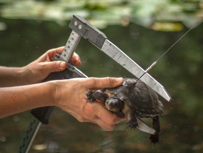 Western pond turtle