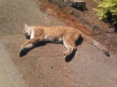 Hood River man has ‘run-in’ with cougar