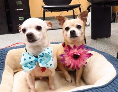 Pet of the Week: Budder and Brindy are ‘precious duo’