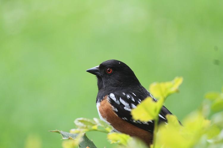 Spotted Towhee. Marc Harvey photo
