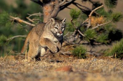 CGN cougar