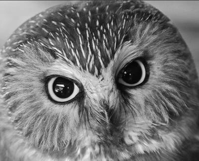 Nature Series Resumes at Library