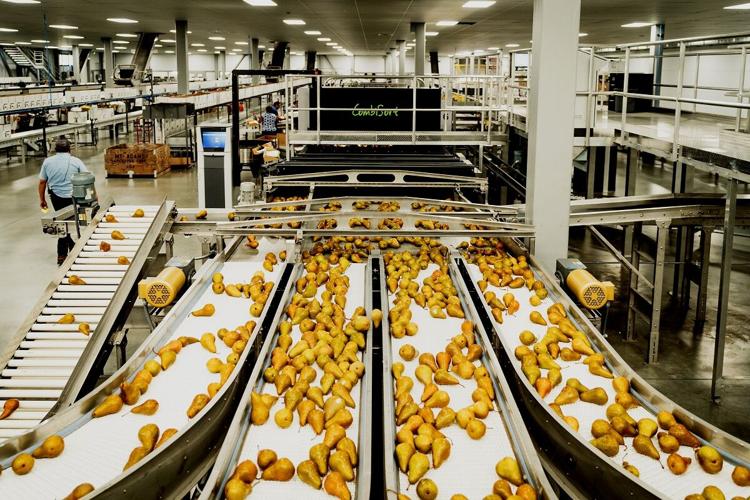 Mount Adams Fruit expands