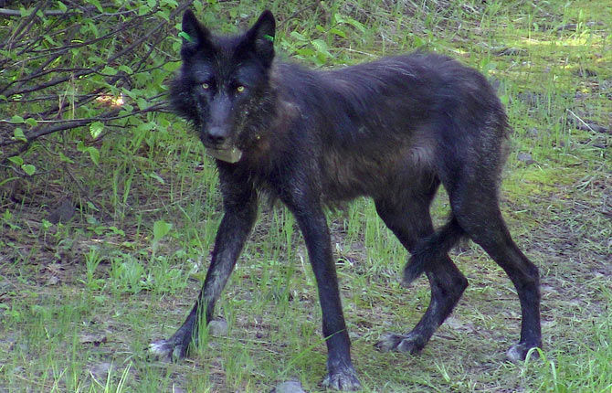 Editorial: More defenses needed