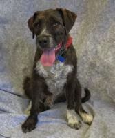 PET OF THE WEEK: Young Otto is ‘crazy about water’