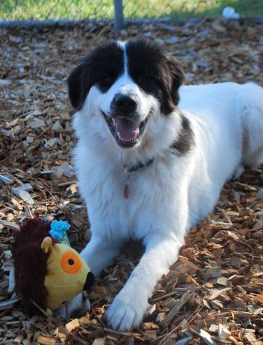 Pet of the Week: Izzie has ‘lots of personality and spunk’