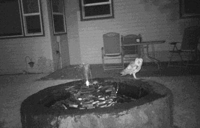Night Visitor