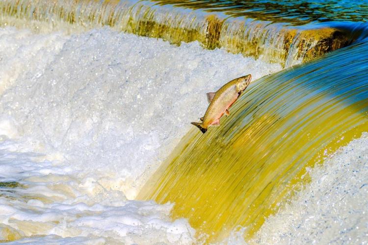 Salmon shortages loom as drought and heatwaves worsen