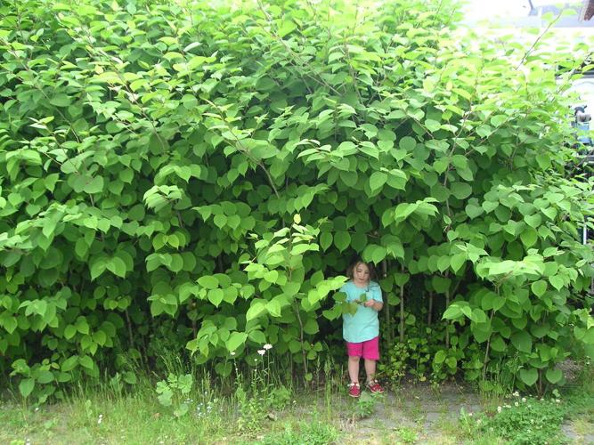 Weed of the Month: This is the best time to eradicate Knotweed
