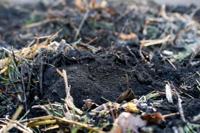 Biochar