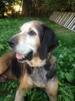 PET OF THE WEEK: Jedidiah ‘a lover through and through’